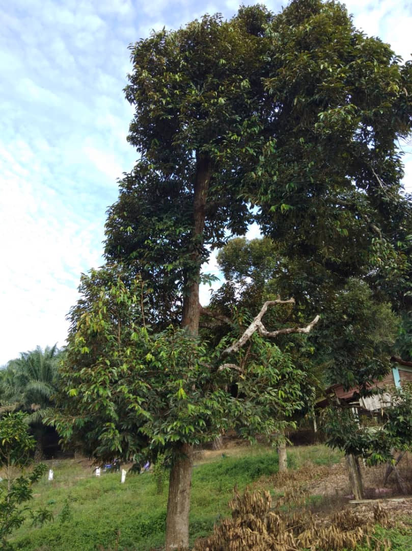 3 Ekar Dusun Durian Ulu Gali Raub Pahang - photo 5