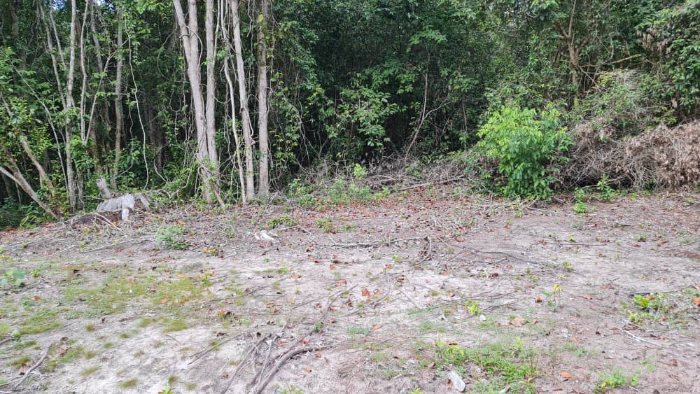 tanah pertanian tepi pantai kg. hijrah penor - photo 2