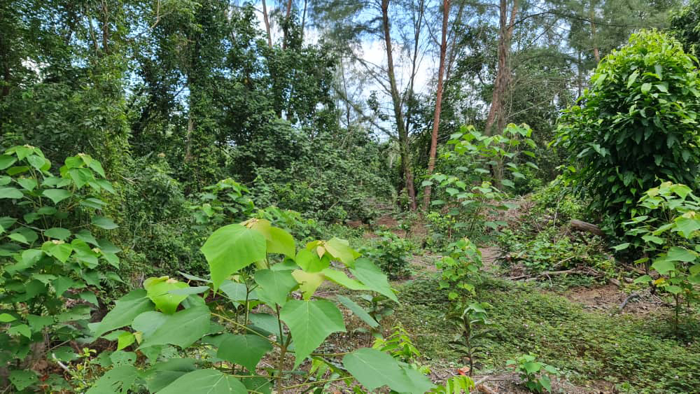 tanah pertanian tepi pantai kg. hijrah penor - photo 3