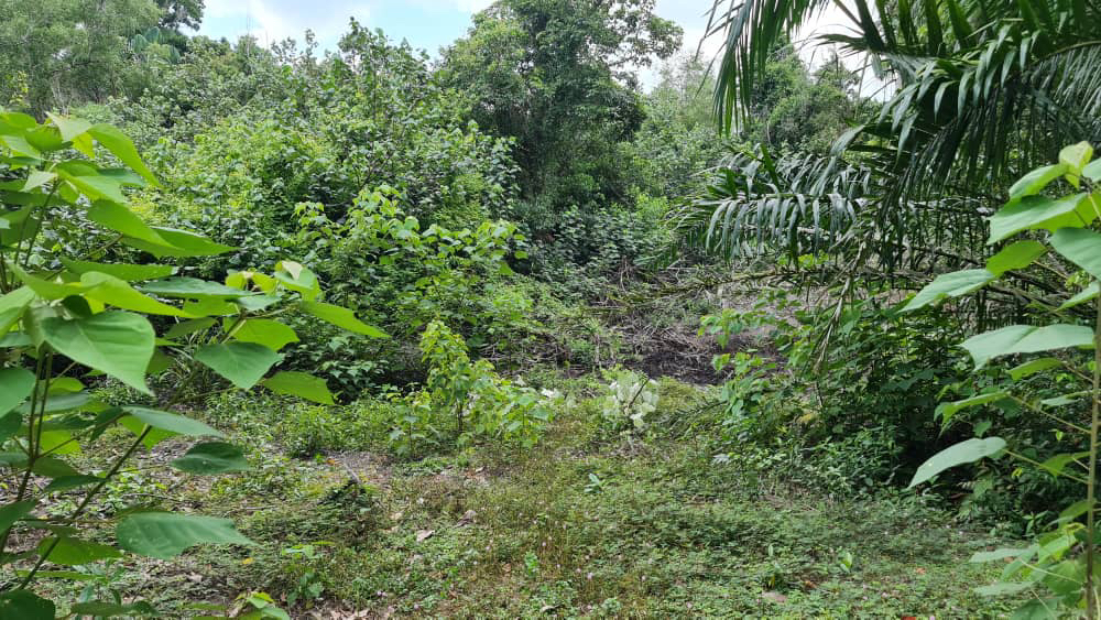 tanah pertanian tepi pantai kg. hijrah penor - photo 4