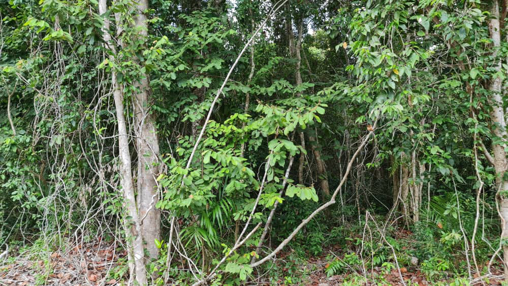 tanah pertanian tepi pantai kg. hijrah penor - photo 5