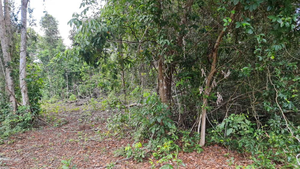 tanah pertanian tepi pantai kg. hijrah penor - photo 6