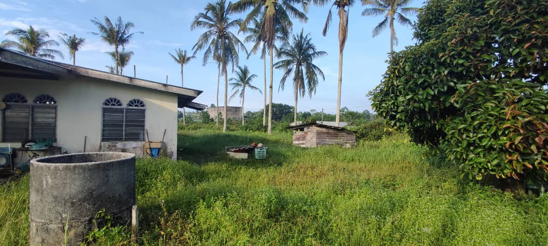 rumah banglo setingkat beserta tanah 1 ekar sungai soi - photo 4