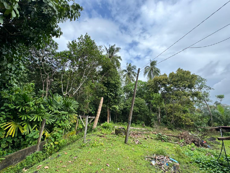 Tanah Pertanian di Kampung Batu Putih Kerteh Terengganu - photo 2