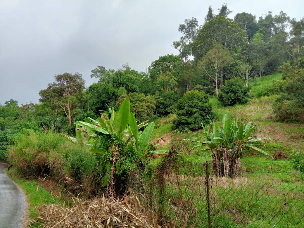 TaNaH FReEhoLD CAnTiK SuNgai RaTa BeRBuKiT - photo 6