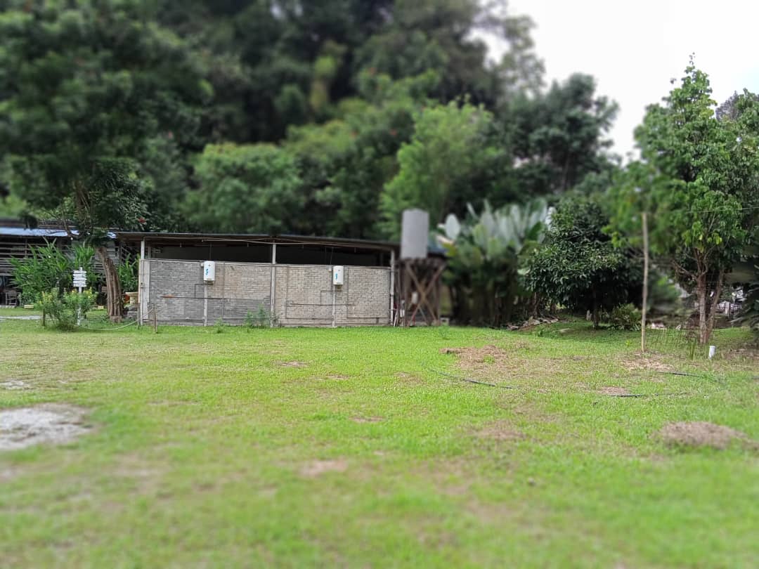 TaNah RaTa LuAS PeGanGaN KeKaL SuNGai BUaH BanYaK - photo 6