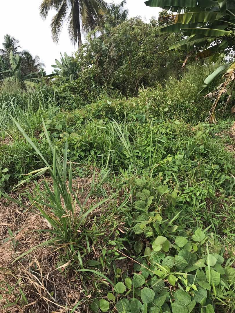 Bungalow Plot for Sale at Kg Baharu Labu Lanjut - photo 3