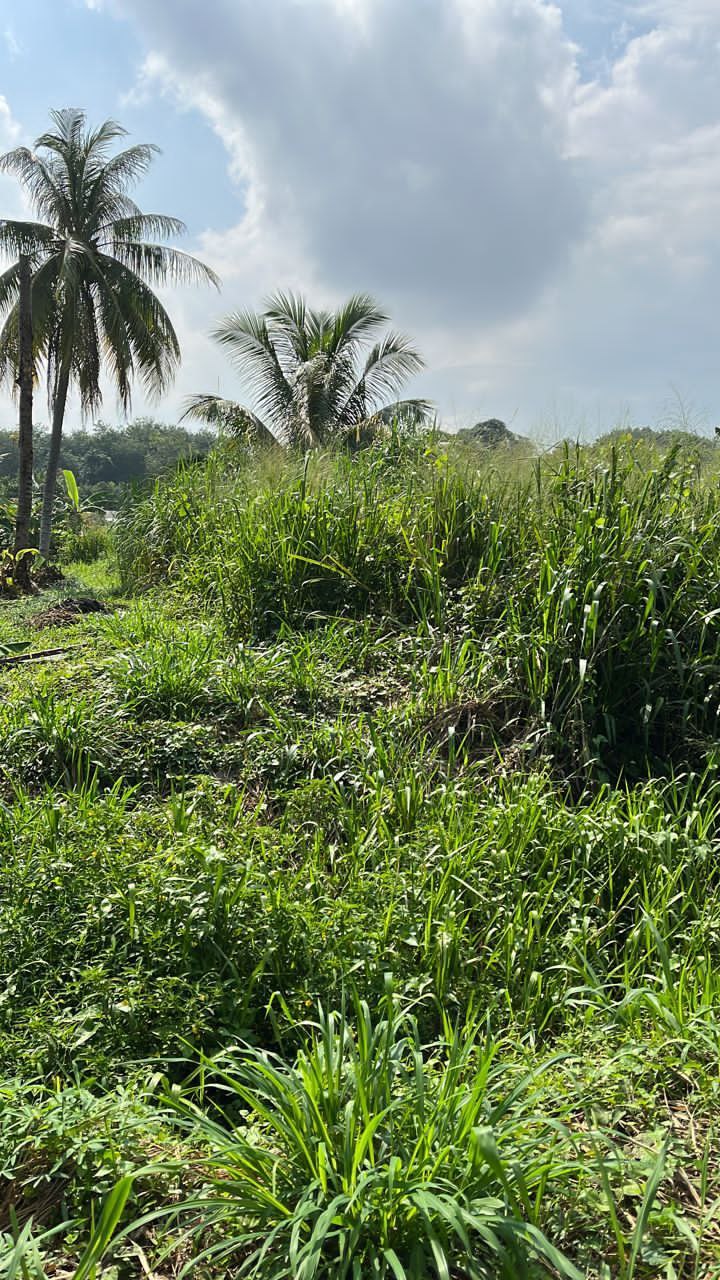 Bungalow Plot for Sale at Kg Baharu Labu Lanjut - photo 7