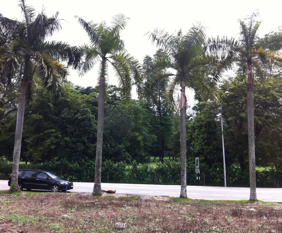 Kelana Jaya Bungalow Land For Sales By Shawn - photo 3