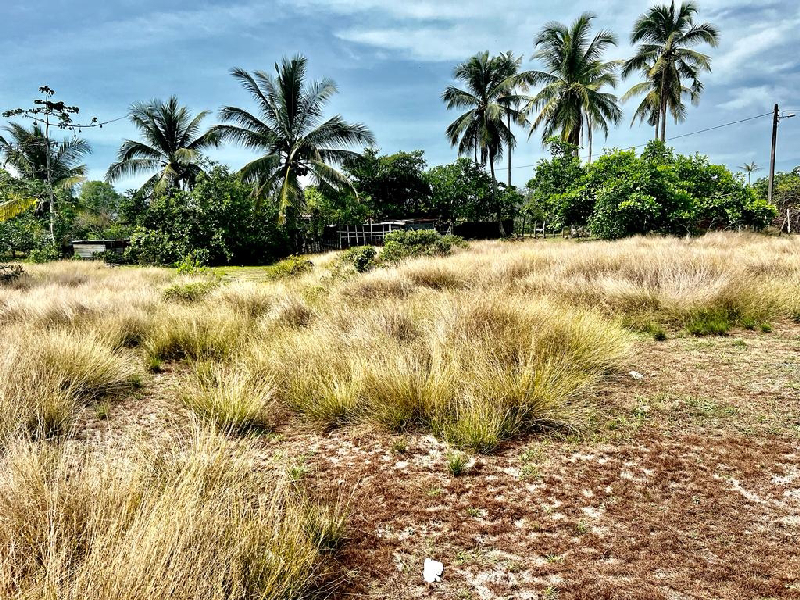 Tanah Lot Kg Hijrah Penor Kuantan - photo 4