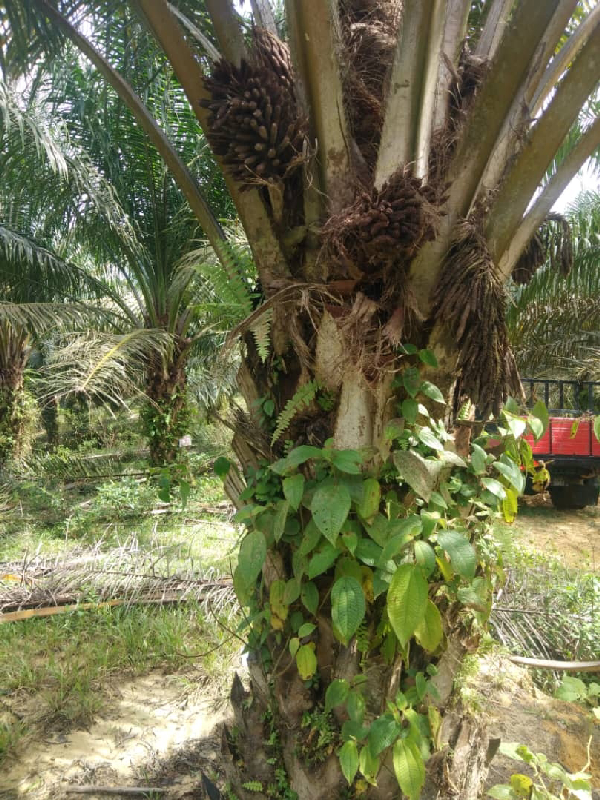 Tanah Pertanian Bukit Sagu, Kuantan