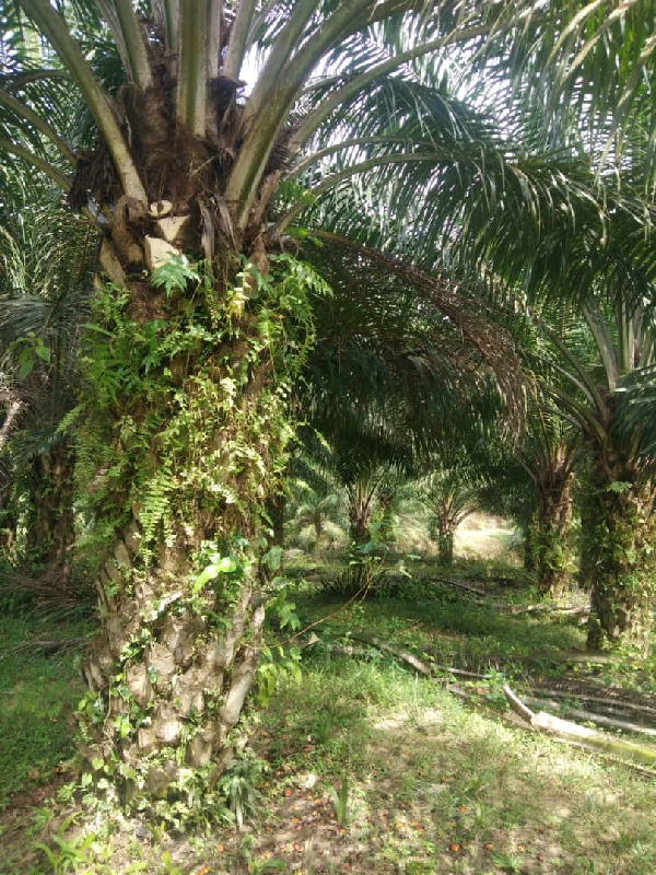 Tanah Pertanian Bukit Sagu, Kuantan - photo 2
