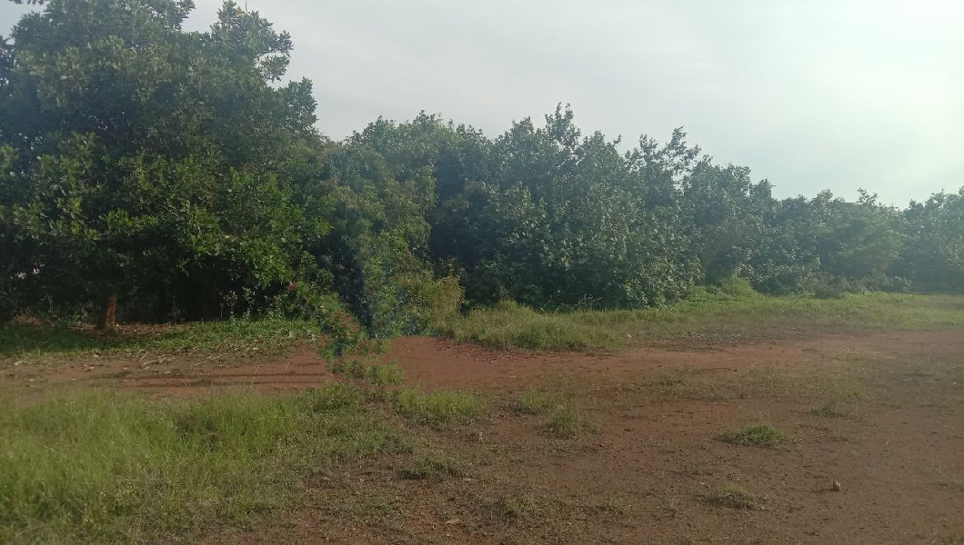Tanah Pertanian Sg Karang PSJ