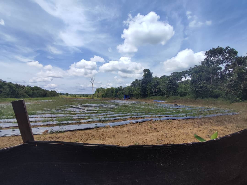 Tanah Pertanian Jalan Gambang - Muadzam - photo 3