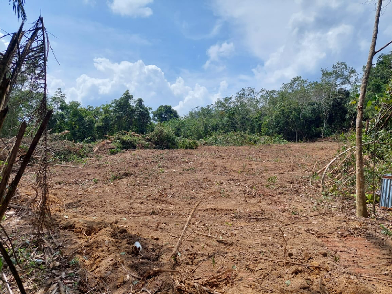 Tanah Pertanian Tepi Tasik Selasih, Paloh Hinai