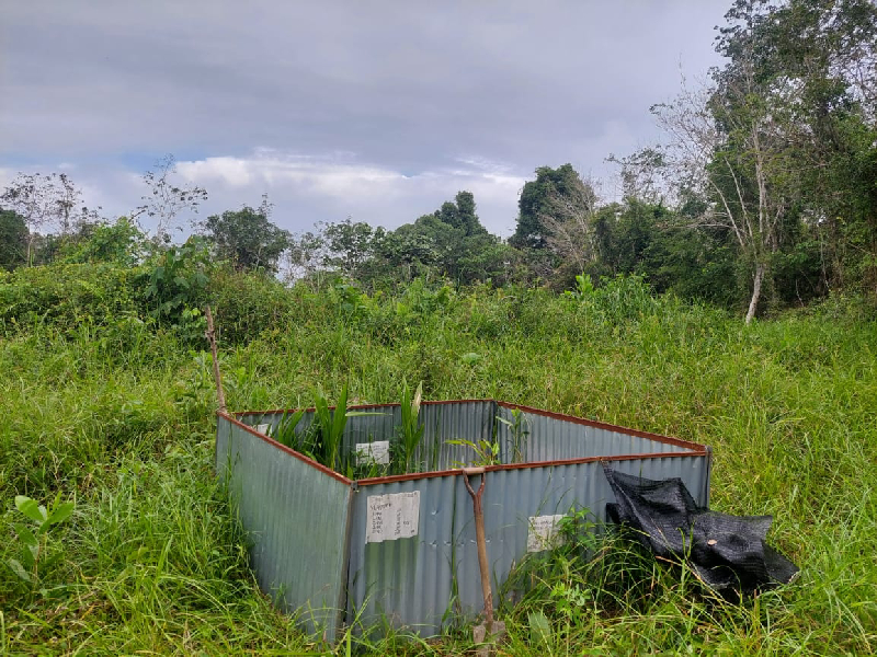 Tanah Pertanian Tepi Tasik Selasih, Paloh Hinai - photo 3