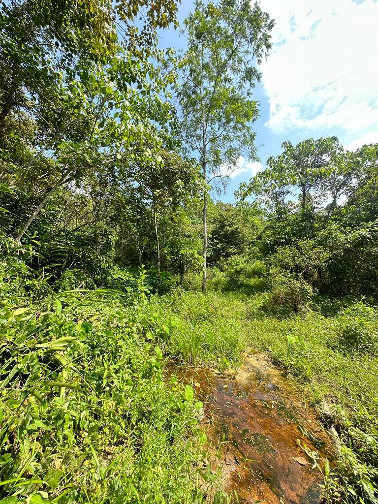 Tanah Pertanian di Kuala Pilah Untuk DIjual - photo 10