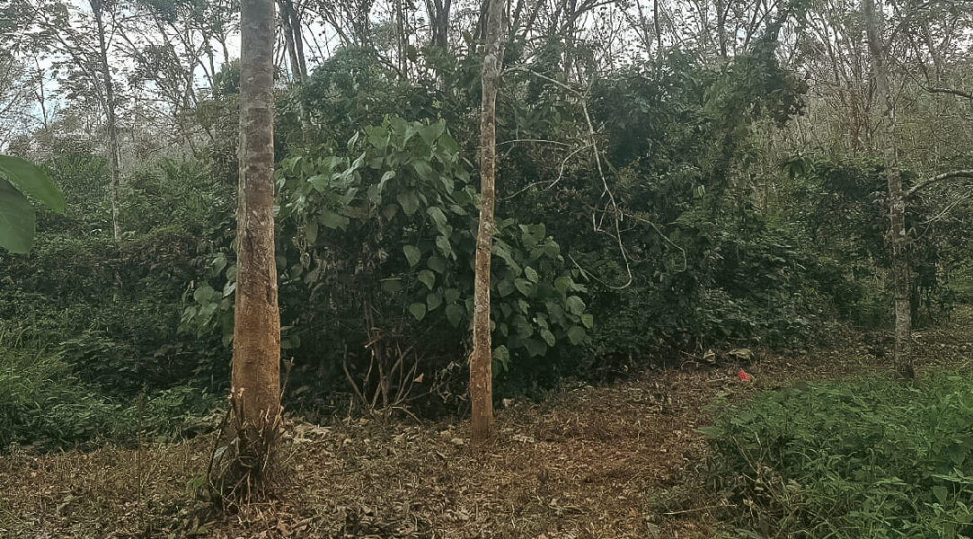 Tanah Getah Kampung Temin  - photo 2