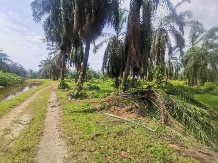 Tanah pertanian seluas 4.84 ekar untuk dijual di Teluk Kertang Matang Perak - photo 8