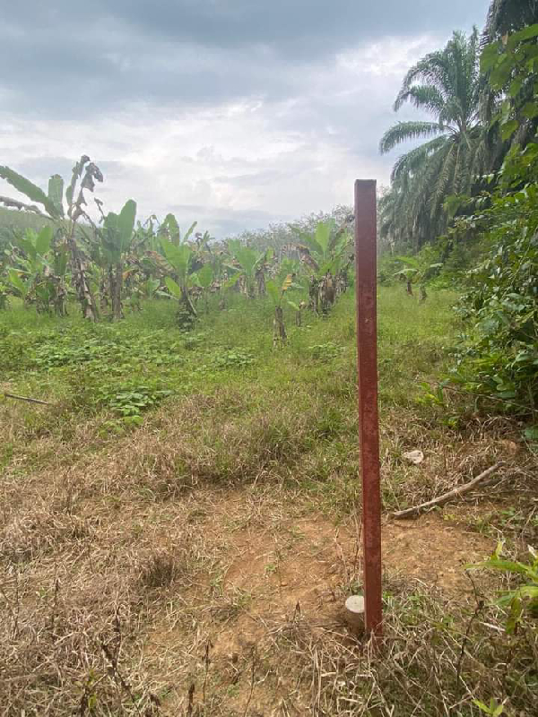 Tanah Pertanian berkeluasan 4.54 Ekar di Gerik untuk dijual RM180k - photo 3