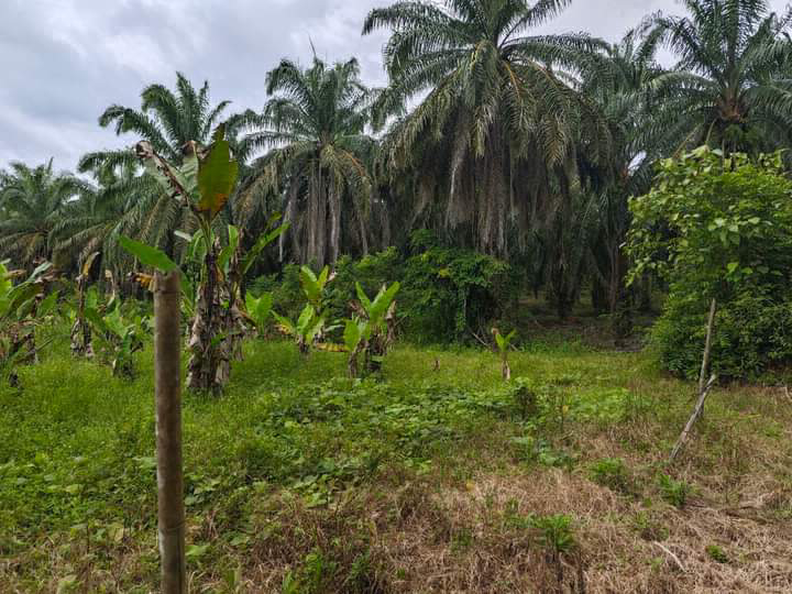 Tanah Pertanian berkeluasan 4.54 Ekar di Gerik untuk dijual RM180k - photo 4
