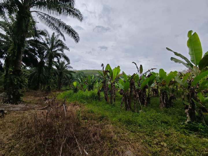 Tanah Pertanian berkeluasan 4.54 Ekar di Gerik untuk dijual RM180k - photo 9