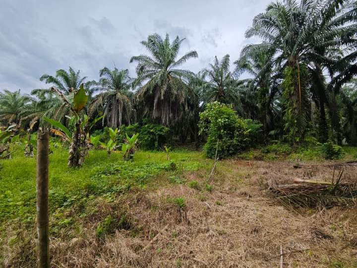 Tanah Pertanian berkeluasan 4.54 Ekar di Gerik untuk dijual RM180k - photo 10