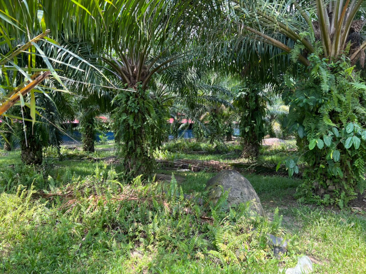 Dengkil Agriculture Land 4 7mil - photo 3