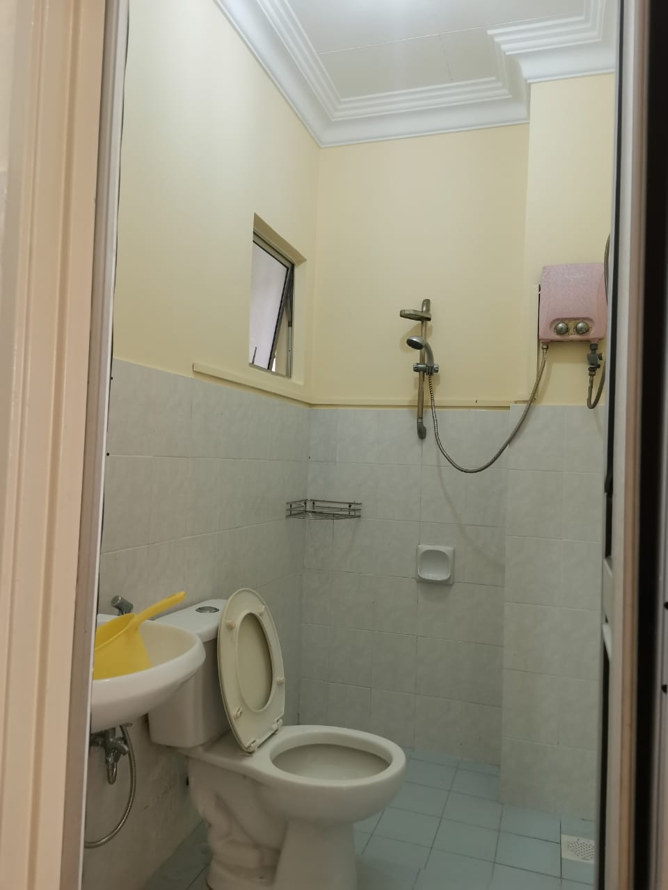 taragon puteri for sale - photo 6