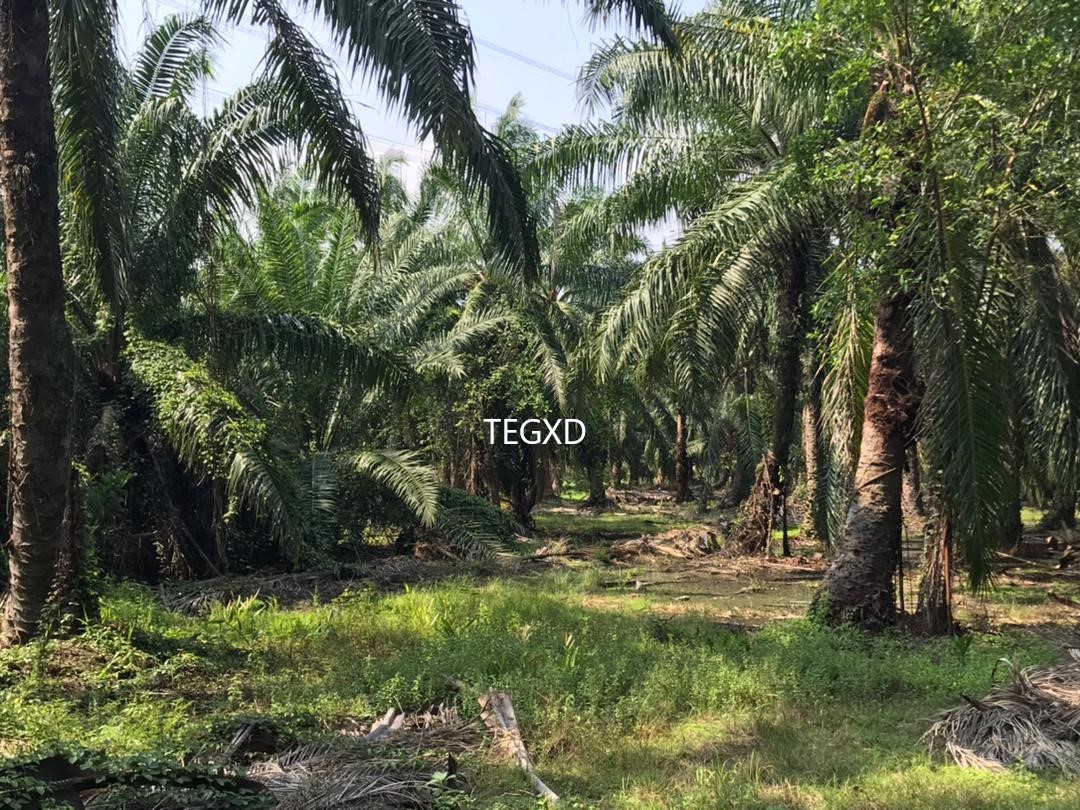 kapar agri land