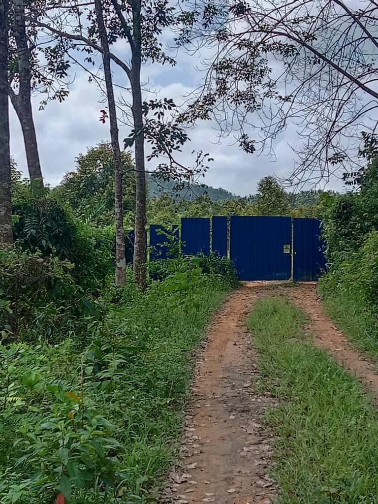 Rubber Tree Farm At Melaka 4 Ekar By Mugu - photo 5