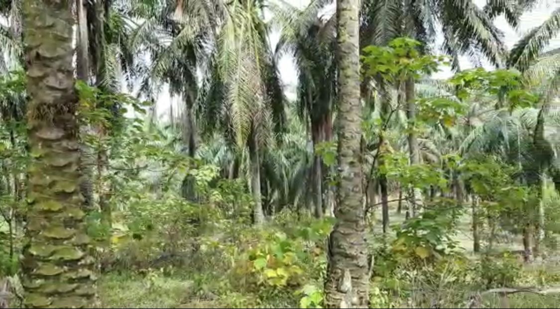 bandar puncak alam land - photo 5