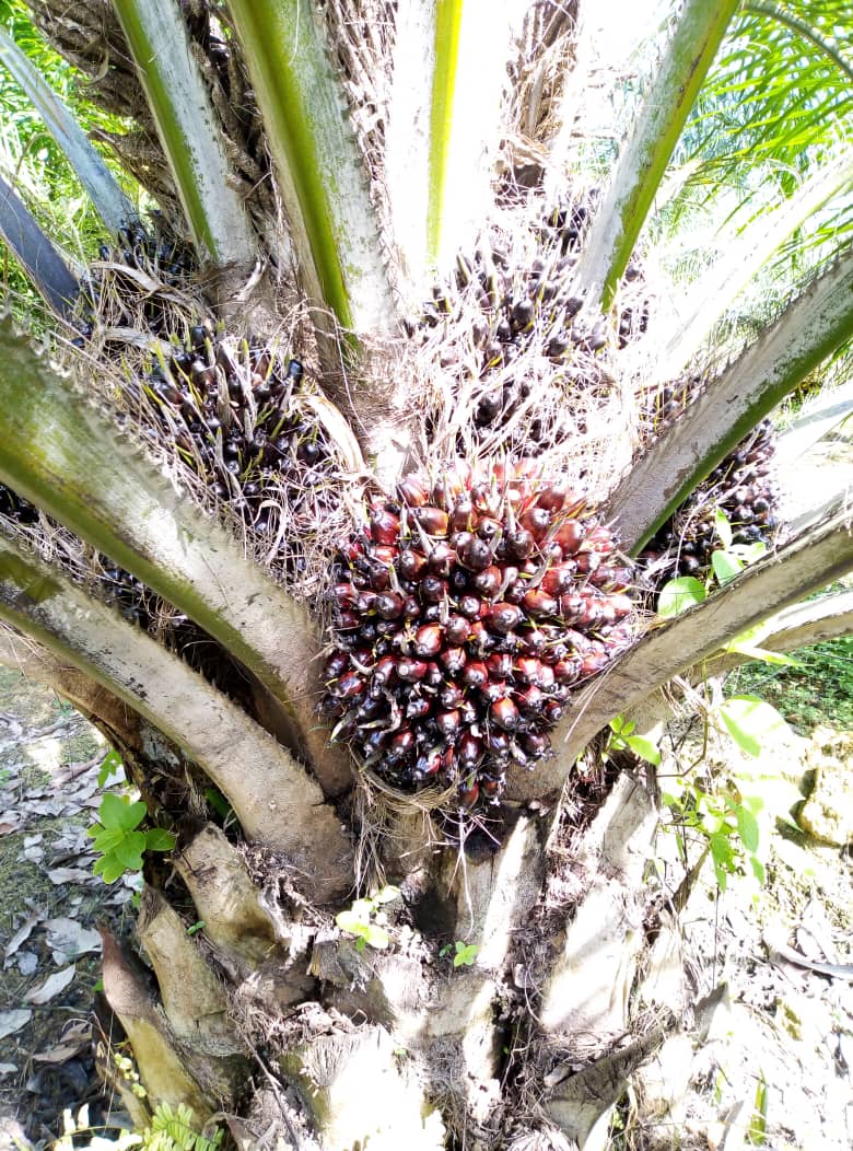 FREEHOLD TANAH PERTANIAN DI JELEBU - photo 5