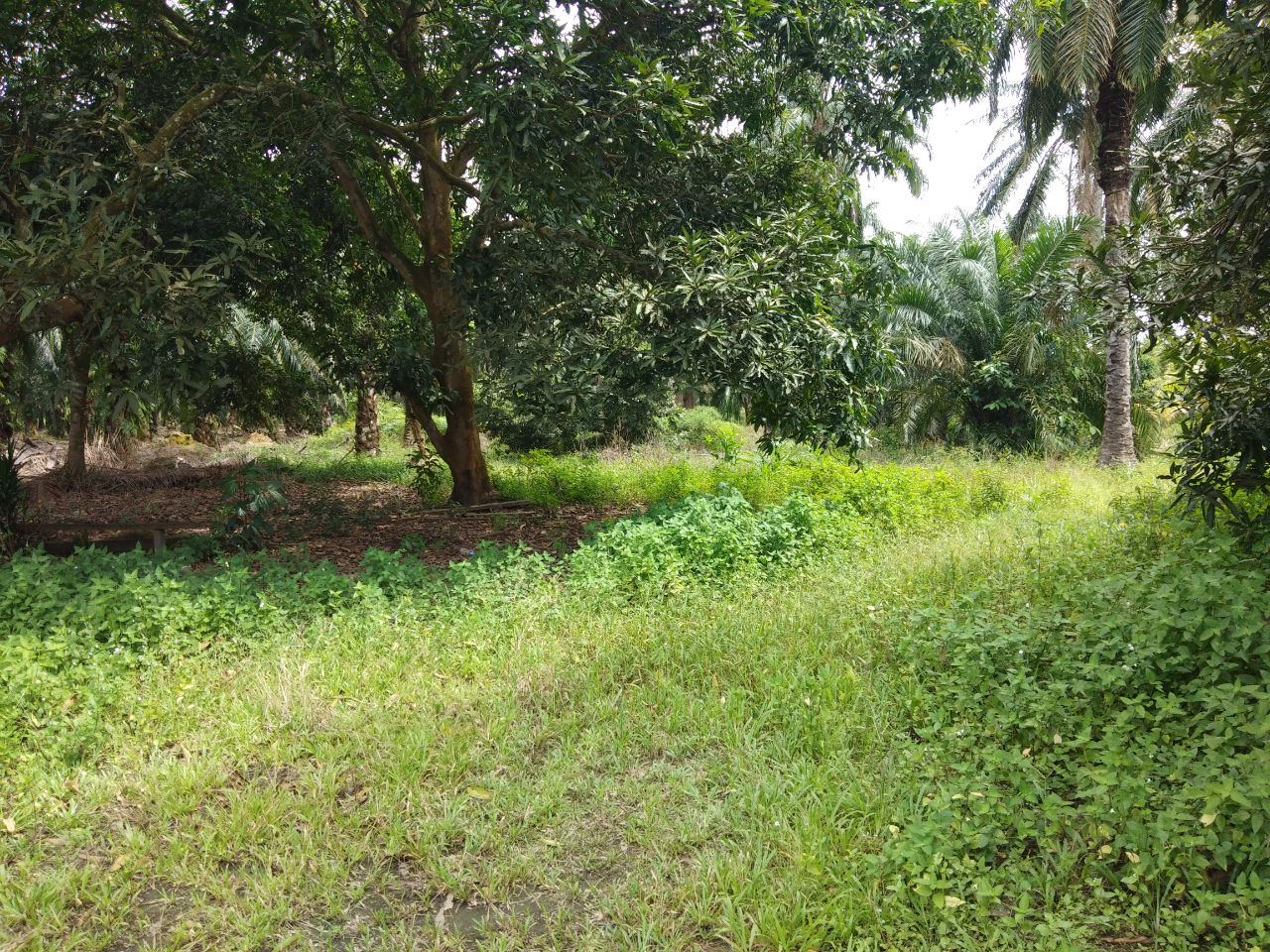 Kg Melayu Pulau Carey