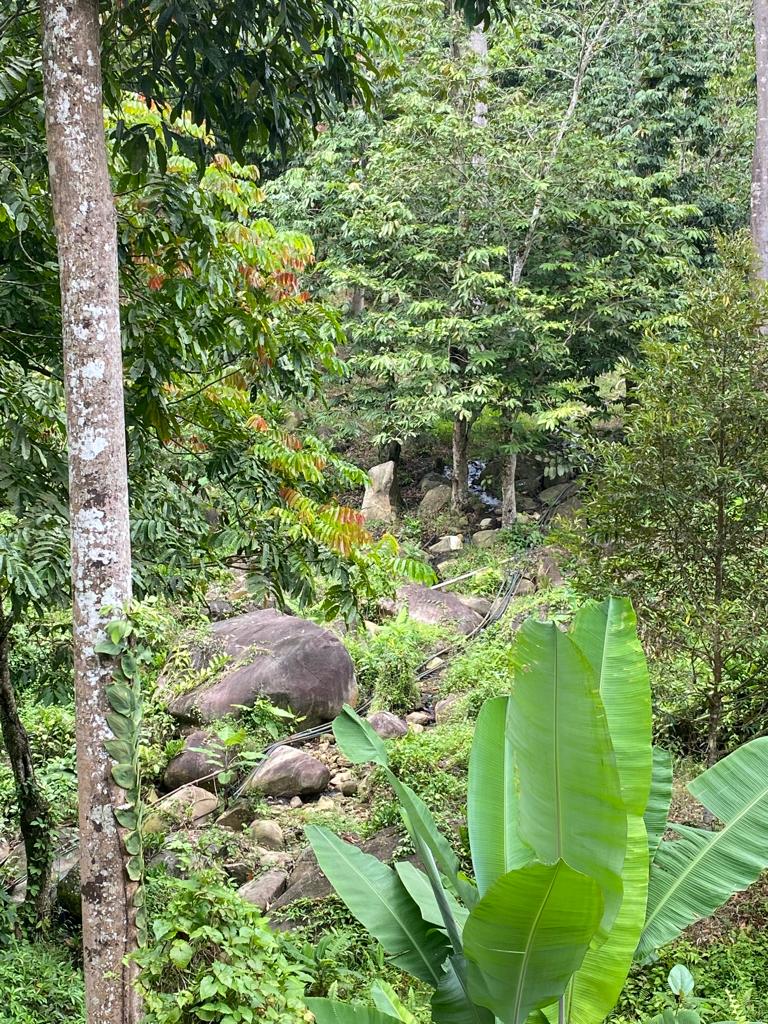 Tanah Dusun Sungai Lui Hulu Langat - photo 5