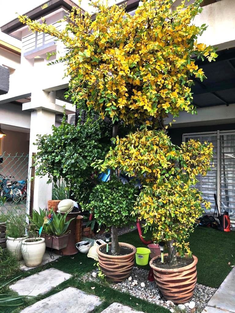 DOUBLE STOREY RENOVATED SETIA IMPIAN 4, SETIA ALAM - photo 2