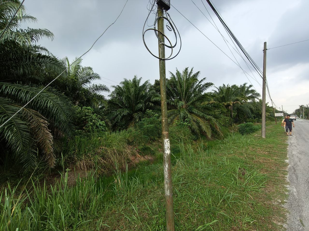 Tanah Pertanian Olak Lempit - photo 3