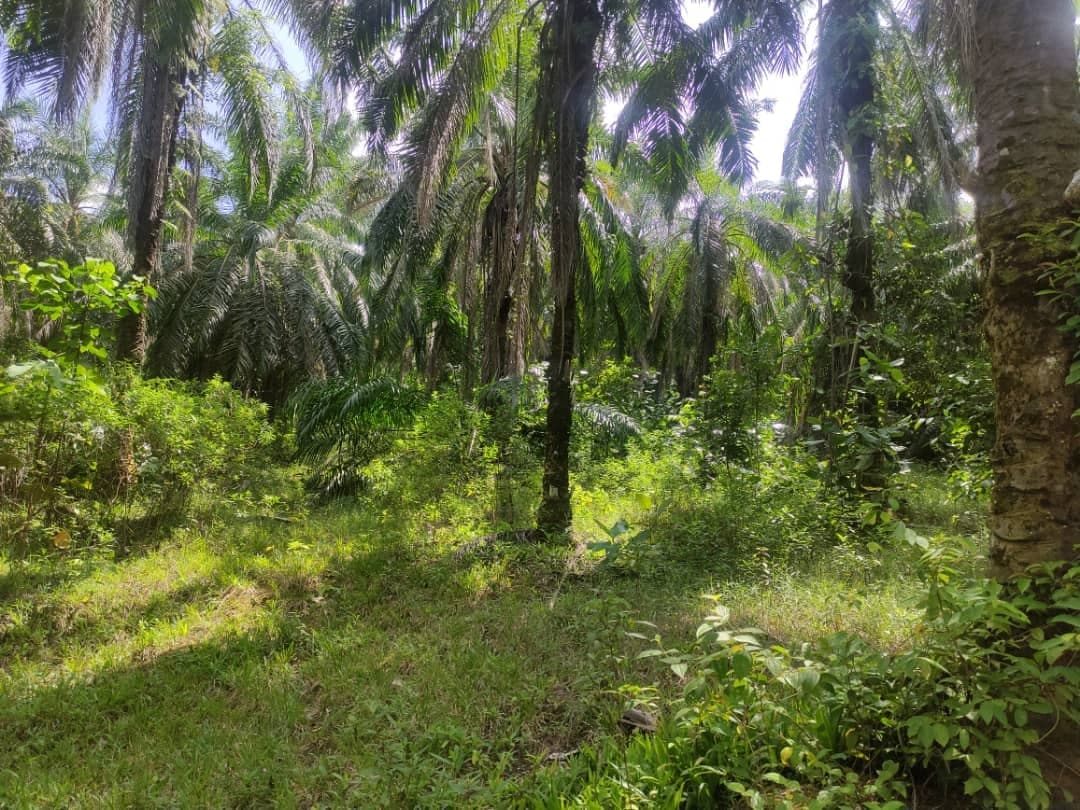 Tanah Pertanian Jenderam Hulu Sepang - photo 4