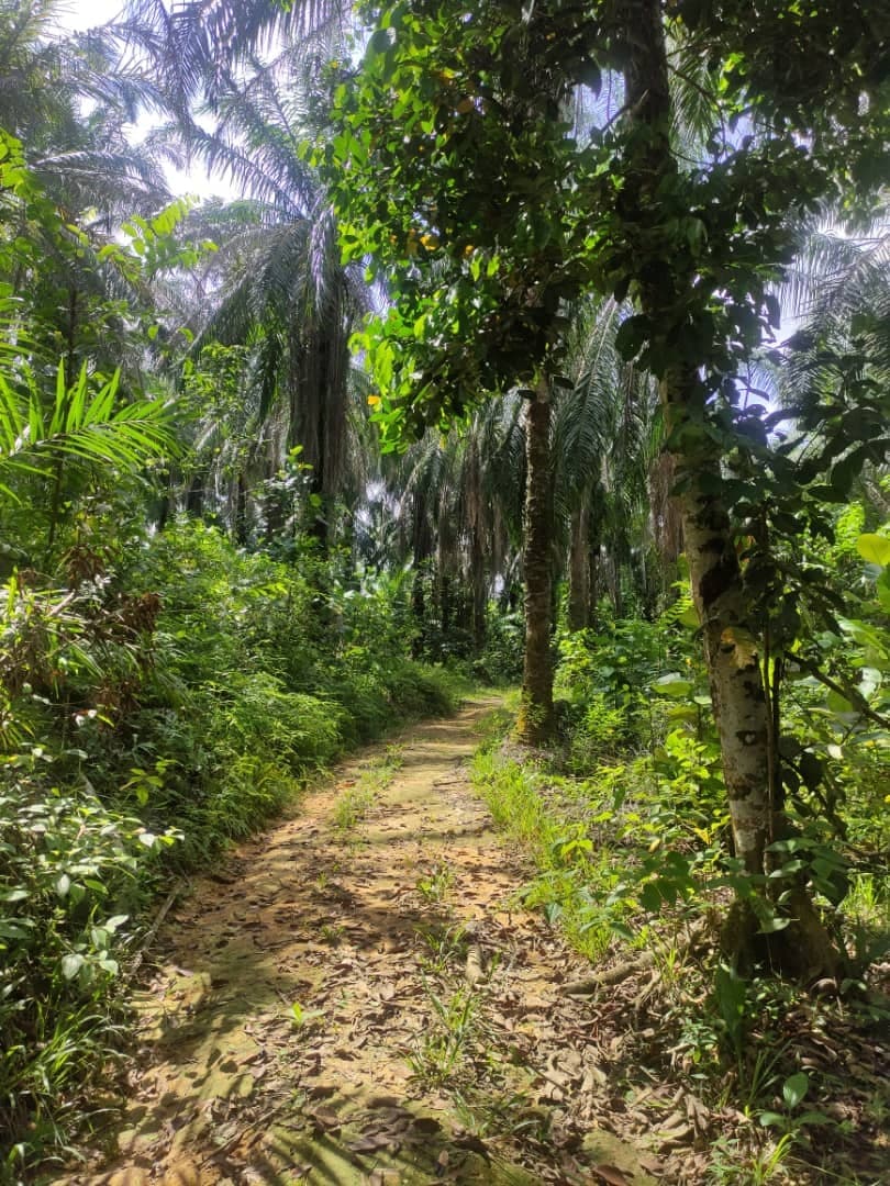 Tanah Pertanian Jenderam Hulu Sepang - photo 5
