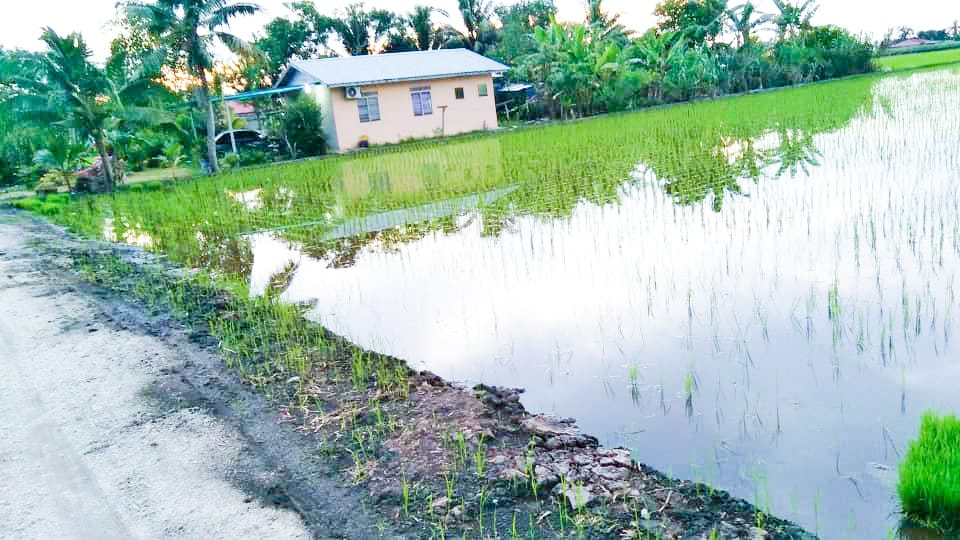 Tanah Sawah Parit 7 Sg Leman - photo 2