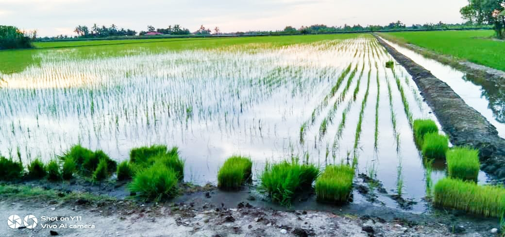Tanah Sawah Parit 7 Sg Leman - photo 3