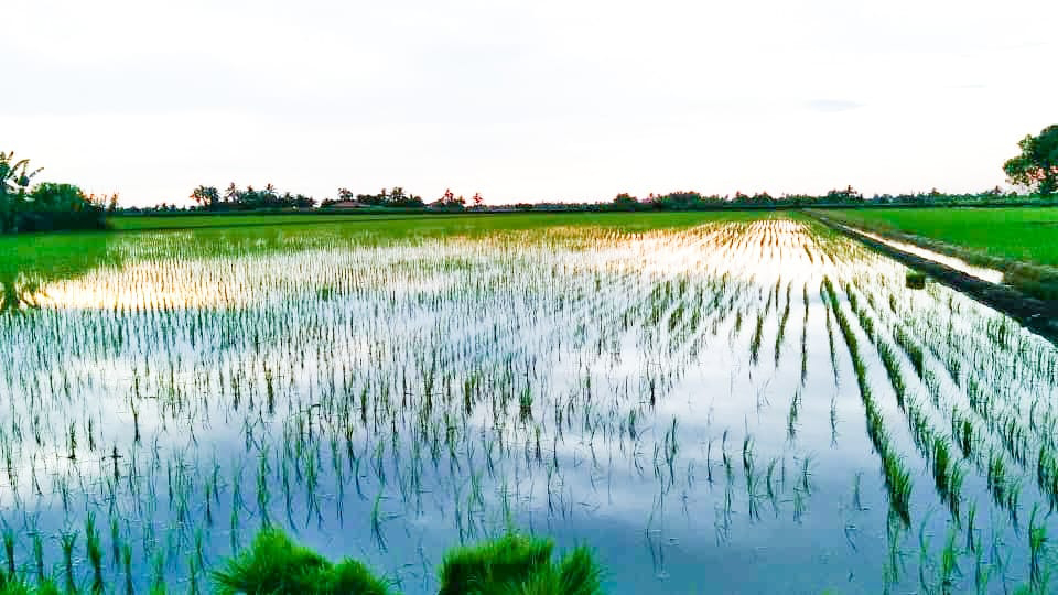 Tanah Sawah Parit 7 Sg Leman - photo 4