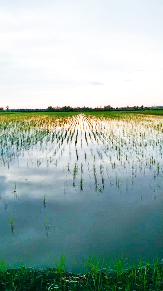 Tanah Sawah Parit 7 Sg Leman - photo 5
