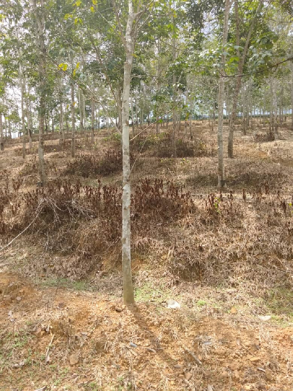 TANAH KEBUN GETAH SEMPADAN BENTONG - N9 - photo 2