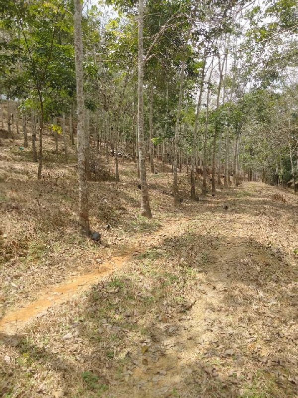 TANAH KEBUN GETAH SEMPADAN BENTONG - N9 - photo 3