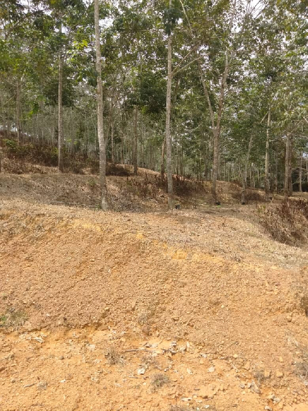 TANAH KEBUN GETAH SEMPADAN BENTONG - N9 - photo 5