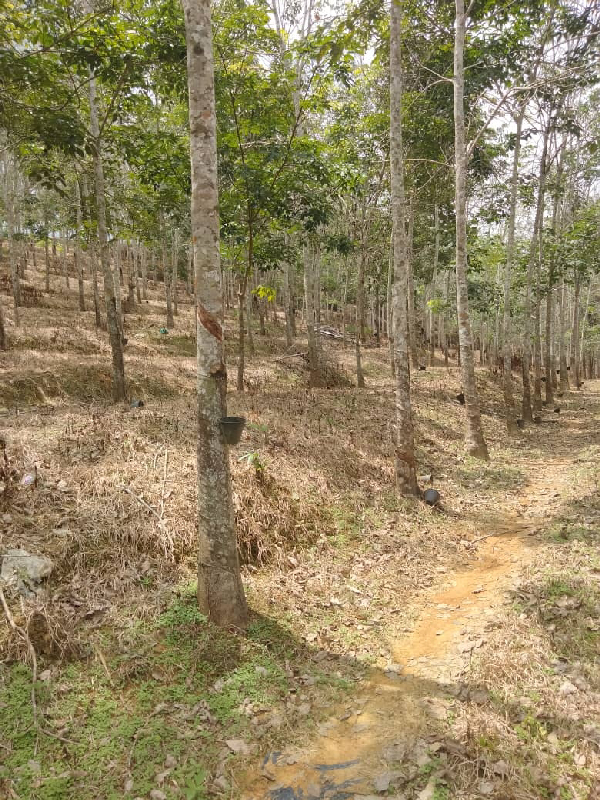 TANAH KEBUN GETAH SEMPADAN BENTONG - N9 - photo 6