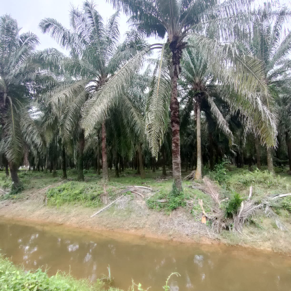 TANAH UNTUK DIMAJUKAN - photo 3