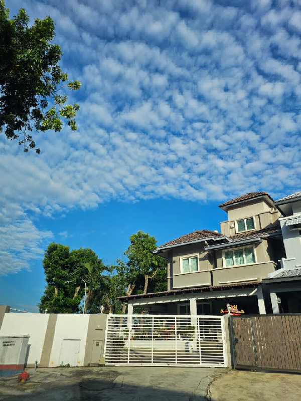 Endlot Oncidium Height Kota Kemuning - photo 2