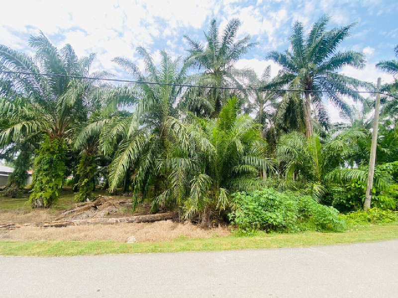 Tanah Tepi Jalan Kuala Selangor  - photo 3